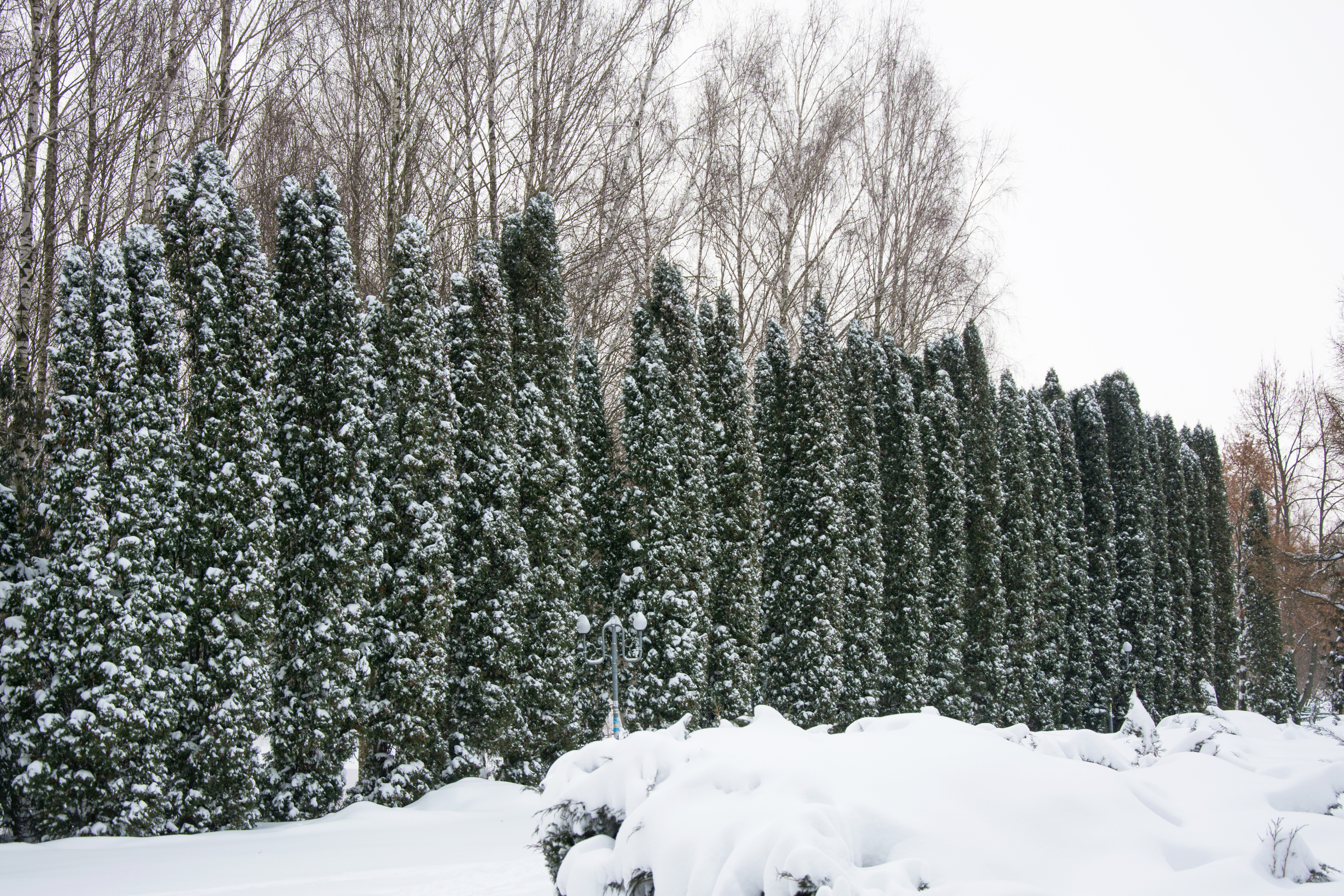 Juniper hedge in winter.